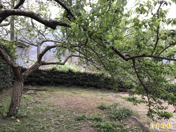 信義鄉山區久旱逢甘霖，惟降雨持續不長，農民仍盼老天能多下點雨，梅果才能穩定成長。（記者劉濱銓攝）