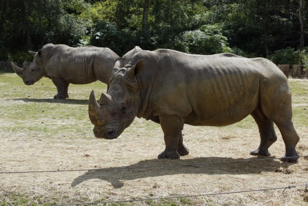 圖為Thoiry動物園在2002年展示的犀牛。（法新社）