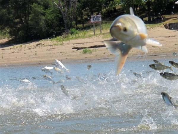 亞洲鯉魚將美國本地魚種需要的浮游生物搶食一空，直接危害當地的生態系統。同時一些鯉魚受到驚嚇會跳出水面，傷害水面人員。自2010年以來，美國政府已經花費超過3.88億美元來治理鯉魚大量入侵的問題，但仍無明顯成效。（美聯社）