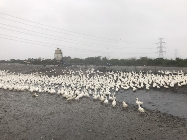 三星鄉又有櫻桃鴨場確診H5N2禽流感，今早撲殺9000隻。（宜蘭縣政府提供）