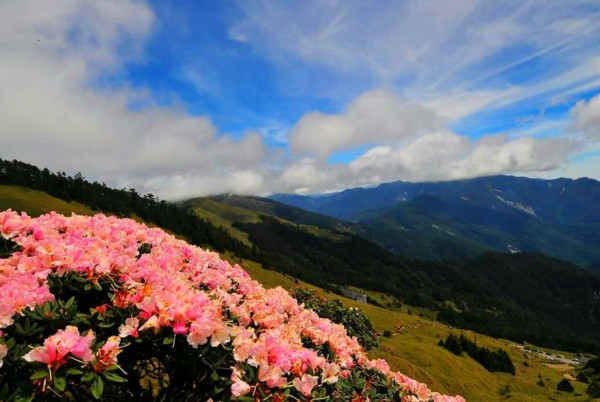 合歡東峰景色優美，高山杜鵑盛開時遊客最多，台中市59歲的潘姓警員昨天獨自走這段登山步道後失聯失蹤。（記者陳鳳麗翻攝）