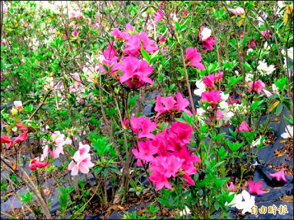 文山農場杜鵑花況美，適合假日遠離塵囂，來一趟春遊。（記者翁聿煌攝）