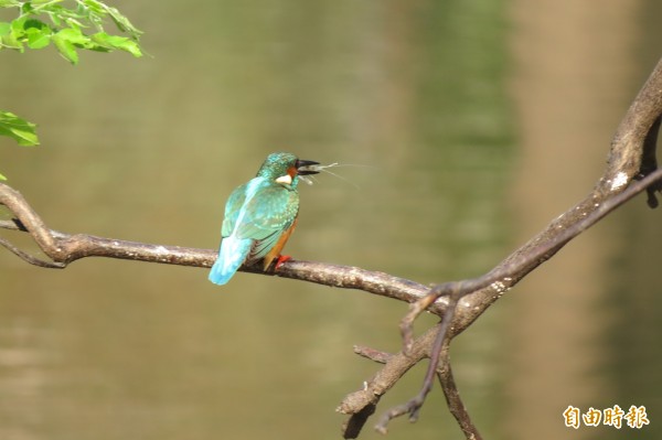 翠鳥又名魚狗、釣魚翁，是鳥界的捕魚高手。（記者蔡文居攝）