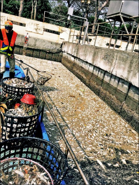 台南運河十二日出現大量翻白魚屍，環保局派員打撈。（林姓網友提供）