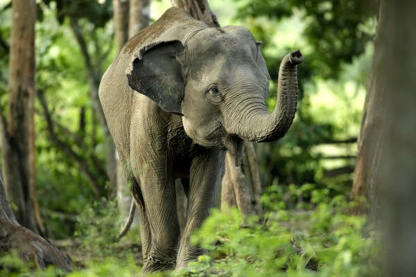 飼育員遭象鼻打到頭部撞鐵柵欄不治 國際 自由時報電子報