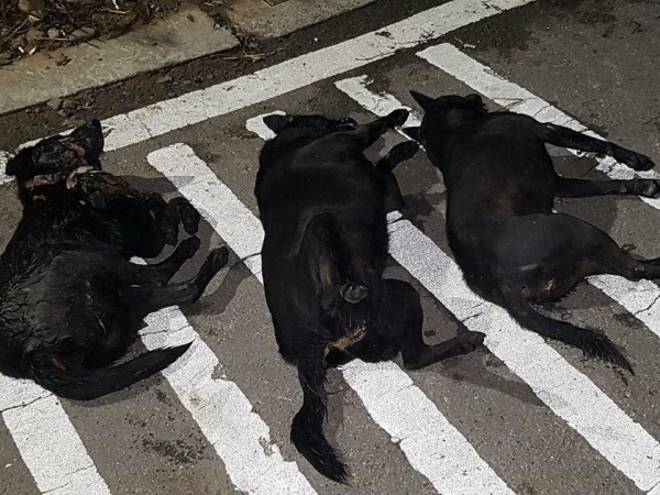 竹科1處新建科技廠房旁巷口昨晚驚傳毒狗案，有3隻黑狗疑遭毒死。（當地動保人士提供）
