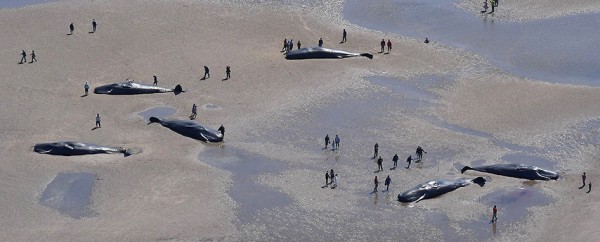 抹香鯨擱淺海灘。（圖擷取自朝日新聞）