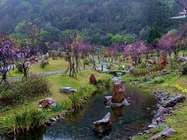 花鐘廣場櫻花溪流區的昭和櫻在沉寂一個多月後終於開花。（圖由台北市公園處提供）