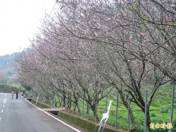 魚池鄉鹿篙社區香茶巷私房賞櫻勝地，夾道櫻花已綻放粉紅花朵，吸引民眾前往賞櫻。（記者劉濱銓攝）