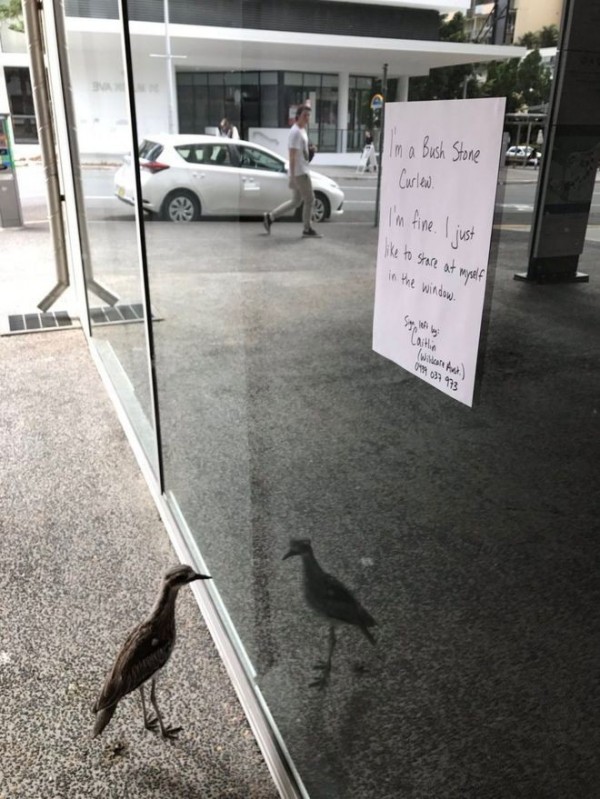 澳洲野鳥在玻璃窗前，看著自己的倒影長達8小時，在網路上被稱為自戀鳥。（圖擷自《BBC中文網》）