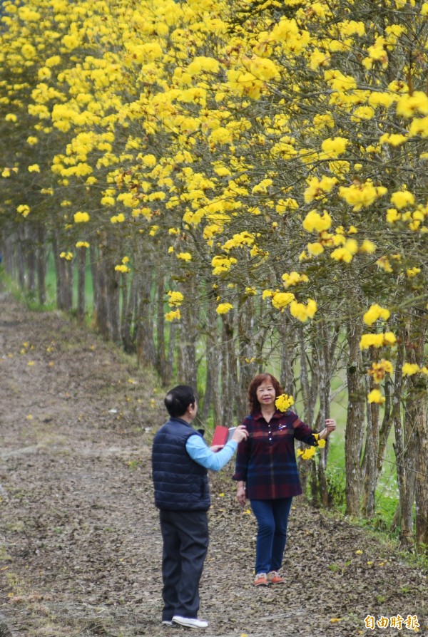 花蓮縣富源黃花風鈴木美景，吸引遊客前來取景。（記者游太郎攝）