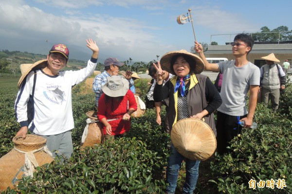 採茶體驗。（記者張存薇攝）