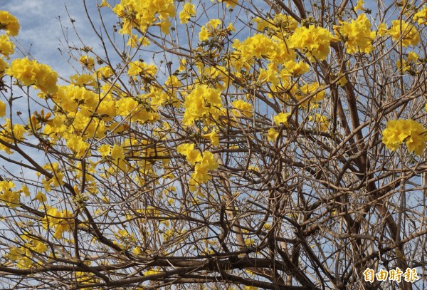 廓子公園黃花風鈴木盛開，黃花朵朵很美麗。（記者蔡淑媛攝）                                        