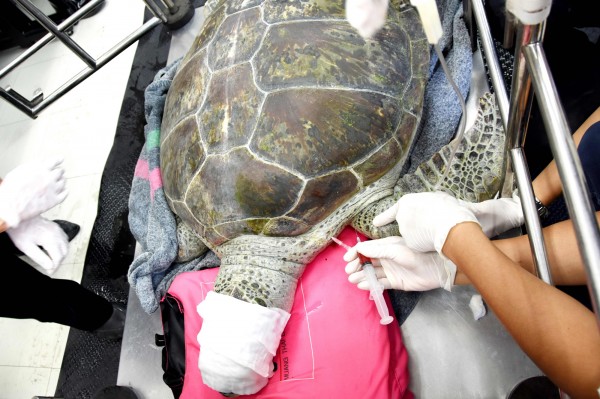 一隻25歲的泰國海龜週二死於血中毒。（路透）