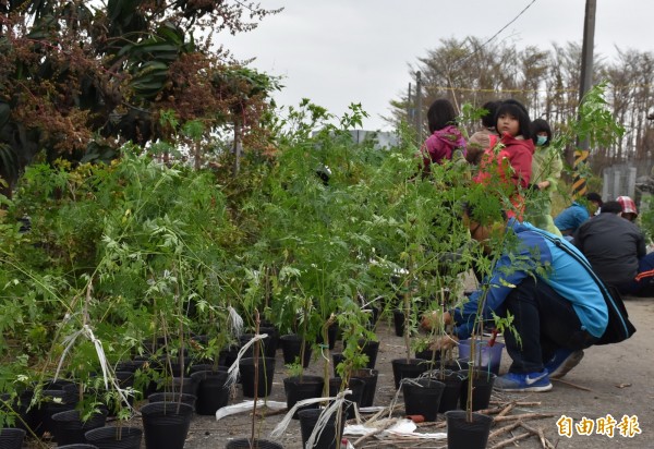 台江山海圳綠道育種有成，共長出約四百株新苗。（記者蔡文居攝）