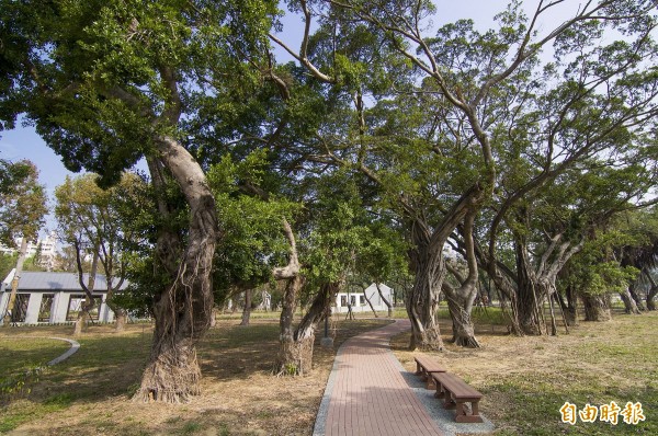 平實營區中央公園保留既有營區大樹581株。（記者蔡文居攝）