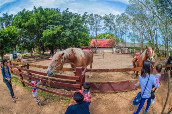 1歲幼童在埔心農場餵食馬匹，遭馬咬斷手指。圖為示意圖，與本新聞無關。（圖片擷取自「味全埔心牧場」臉書）