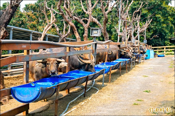 「梅山護生園」圈養的牛隻。（記者曾迺強攝）