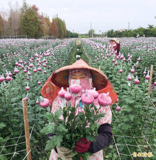 今年氣候溫暖，菊花花況佳，農民開心採收。（記者陳冠備攝）