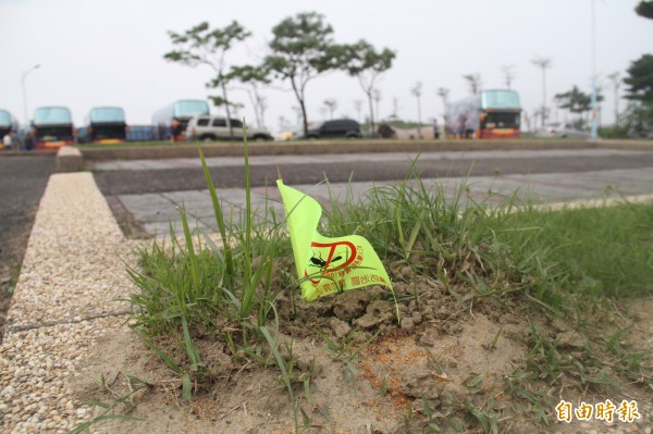 八里文化公園停車場驚見紅火蟻蹤跡，高灘處已插警示旗並投藥。（記者葉冠妤攝）