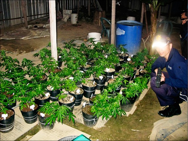 鄭嫌種植大麻遭逮捕。（記者張軒哲翻攝）