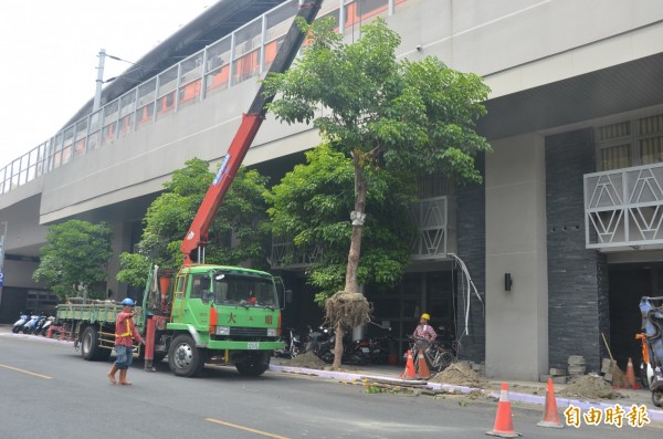 屏東火車站後站的茄苳行道樹全部挖走移植（記者葉永騫攝）