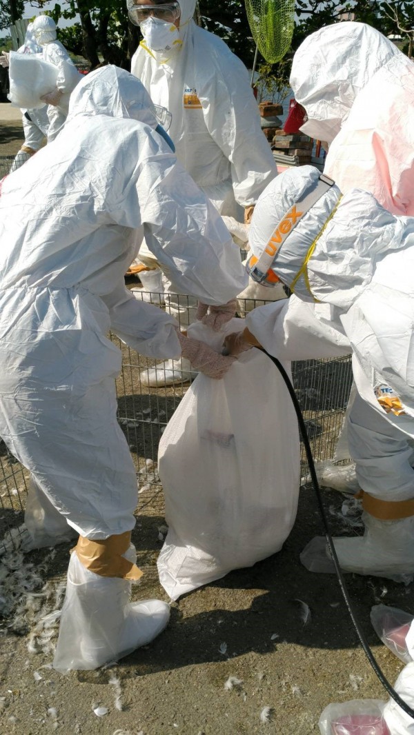 下營區1養鴨場2日確診H5N2亞型高病原性禽流感，動保處今日撲殺5287隻。（記者王涵平翻攝）