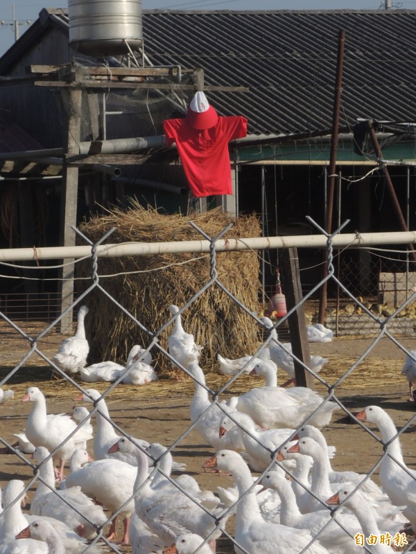 為防止野鳥傳播禽流感，一處養禽場矗立稻草人驅趕野鳥。（記者陳燦坤攝）