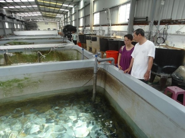 夢幻之魚 條石鯛 人工繁殖成功 生活 自由時報電子報