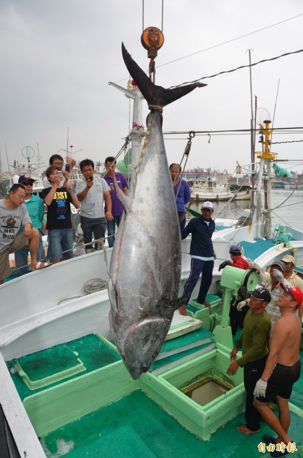 黑鮪魚季節來了 東港漁船捕獲今年第一尾 生活 自由時報電子報