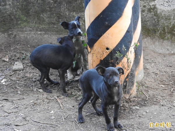 《動物保護法》部分條文修正案，針對吃貓肉、吃狗肉或其內臟等明確入法，將處新台幣5萬元以上，25萬元以下罰鍰。示意圖。（資料照，記者佟振國攝）