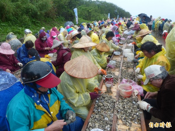 金門千人剝蚵大作戰再過十天就要登場，去年雖然碰上下雨天，仍阻擋不了參加者的熱情。（記者吳正庭攝）