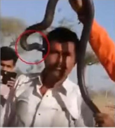 1名男性觀光客遭「蛇吻」1小時後，竟毒發身亡。（圖擷取自《印度快報》）