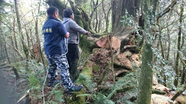 保七總隊第六大隊、仁愛分局、南投林管處日前在仁愛鄉翠峰山區查獲山老鼠盜採珍貴林木，其中涉案在逃張姓男子竟傳在山區失蹤，家屬請求協尋。（資料照：林務局南投林管處提供）