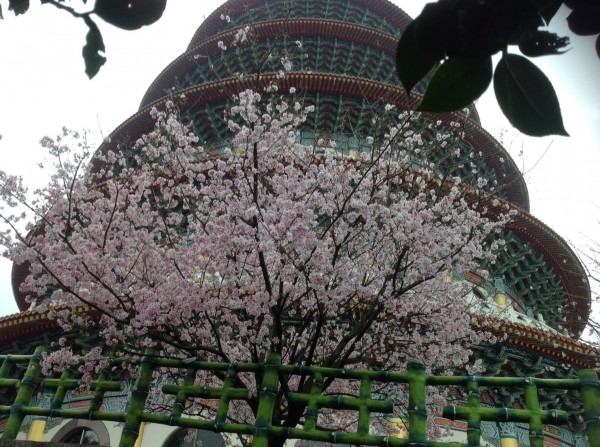 天元宮的吉野櫻近日盛開，但在大雨影響下，到今日全區約剩70%，想賞櫻的民眾得把握本週最後欣賞櫻吹雪的機會。（資料照，淡水天元宮提供）