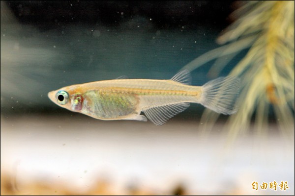 珍貴原生種青鱂魚 10校齊復育 - 地方 - 自由時報電子報