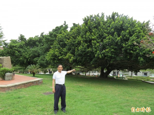 中市惠來公園有三株大榕樹，像是一柄張開雨傘，也像某企業的商標，相當吸睛（記者蘇金鳳攝）