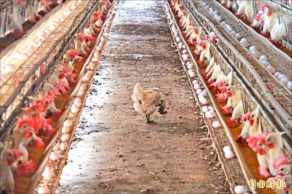 食藥處檢出彰化3間蛋雞場產蛋戴奧辛含量超高。由於三家養雞場採籠養，雞隻碰觸土壤機會不大，目前推測飼料出包的可能性較高。圖非新聞當事圖。（資料照，記者陳冠備攝）