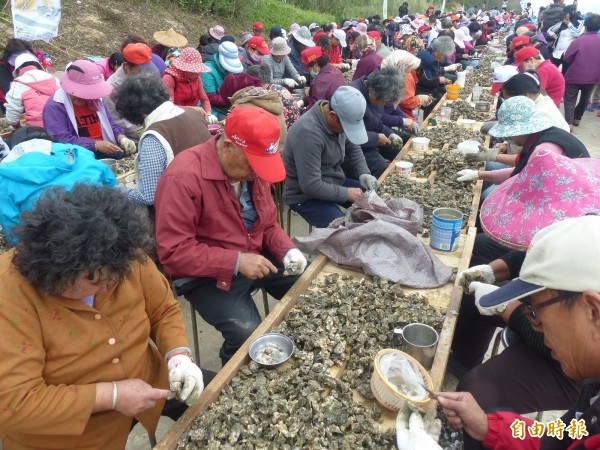 金門「石蚵小麥文化季」重頭戲千人剝蚵體驗，在古寧頭北山出海口盛大登場，眾人埋頭苦幹、辛勤剝蚵。（記者吳正庭攝）