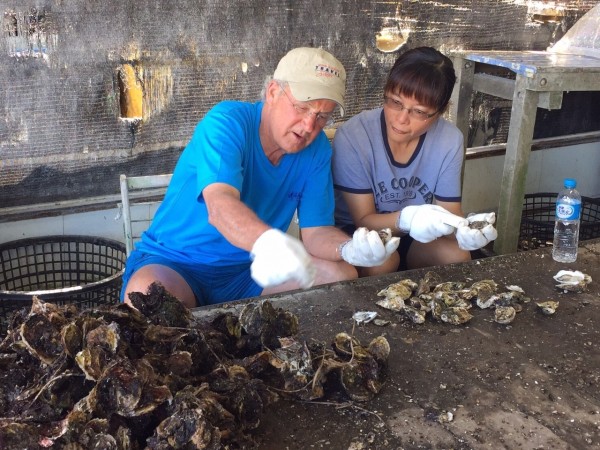 台灣澎湖群島特輯節目主持人羅森度，在澎湖海洋牧場體驗敲蚵殼。（圖：觀光局提供）