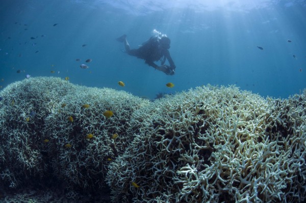 澳洲昆士蘭觀光勝地蜥蜴島（Lizard Island），一名男子在浮潛時直接游進鱷魚嘴裡。（法新社）