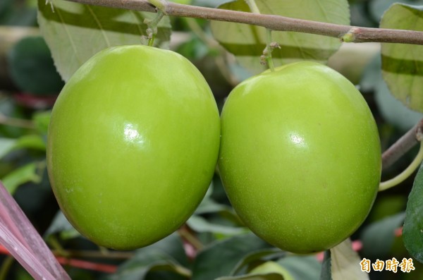 農委會鳳試所推新品種「水蜜」，不但口感如梨，更抗逆境。（記者陳文嬋攝）