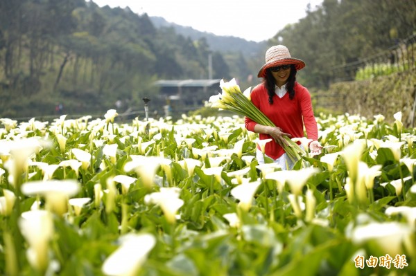 陽明山採海芋。（資料照，記者臺大翔攝）