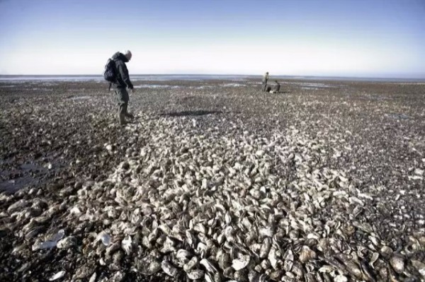 丹麥海岸長滿了太平洋生蠔，因為牠們沒有天敵，對當地海岸生態造成了極大破壞。（圖擷取自微博）