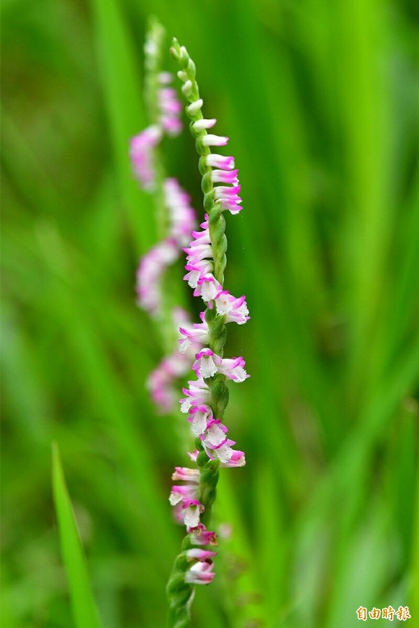 花型別緻的「綬草」，又名「盤龍參」，因為常被誤認為是雜草而被除掉瀕絕。（記者黃美珠攝）