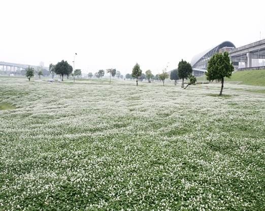 大台北都會公園的白花三葉草熱情綻放，猶如一望無際的雪地。（新北市高灘處提供）