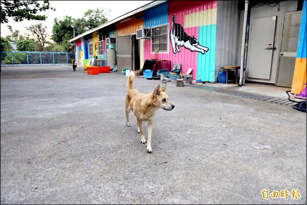 屏科大收容的流浪犬死亡數量增多。（記者邱芷柔攝）