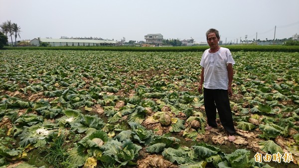 萬丹鄉李姓民眾種植的高麗菜1顆賣10元，賣不完的全數根除。（記者葉永騫攝）