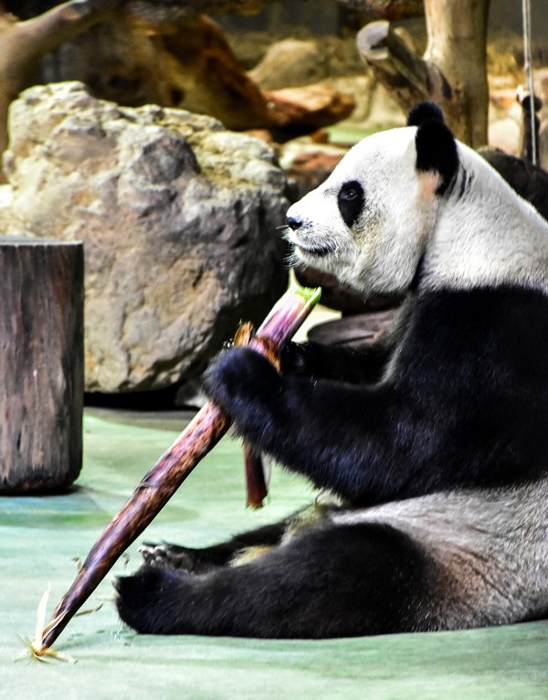 動物園內的「圓圓」，正開心享用轎篙筍。（台北市立動物園提供）