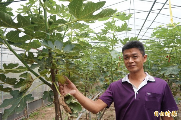 保險白領轉行當農夫溫室種植無花果闢藍海 生活 自由時報電子報